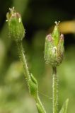 Minuartia biflora