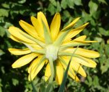 Tragopogon orientalis