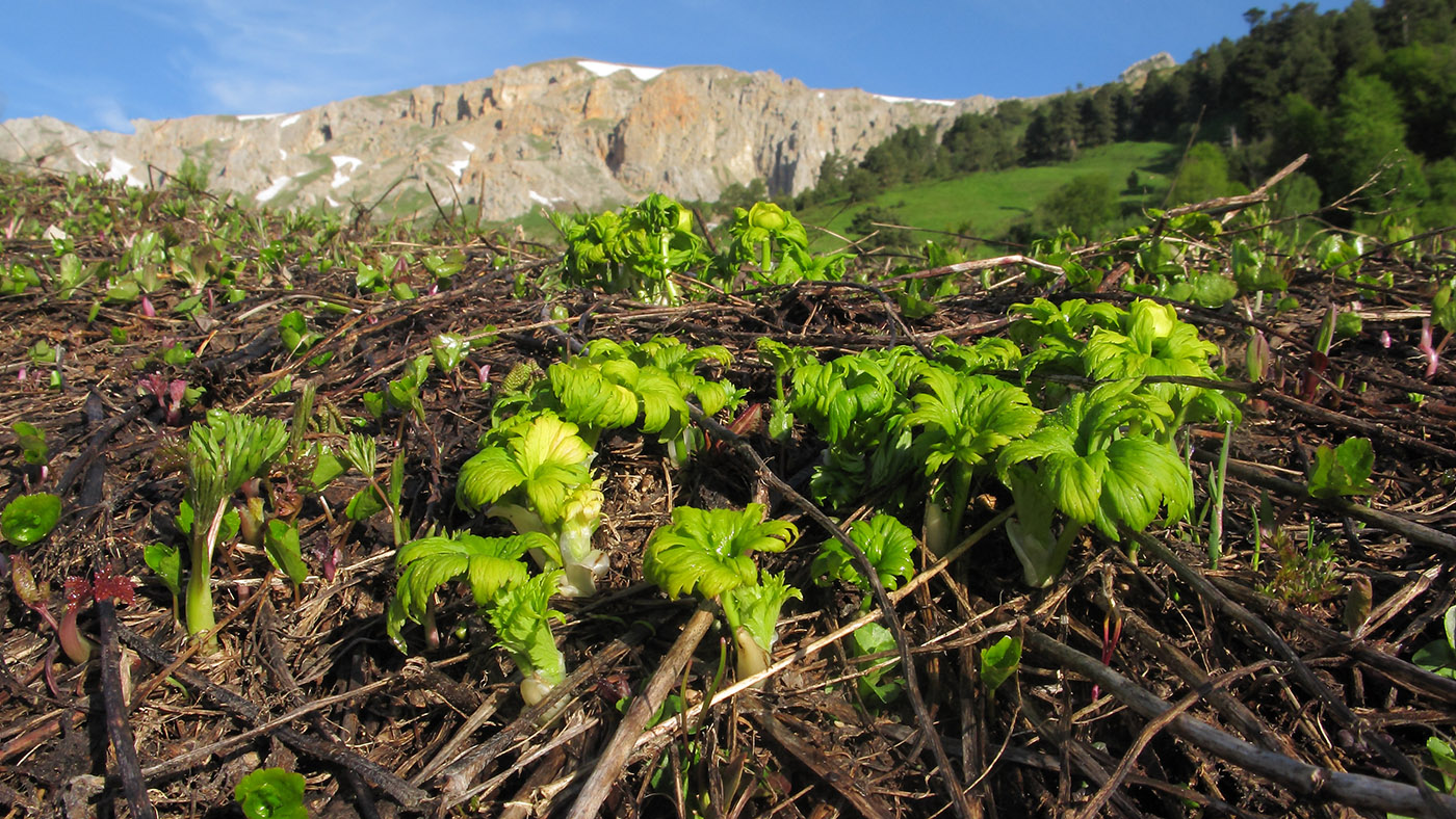 Изображение особи Trollius ranunculinus.