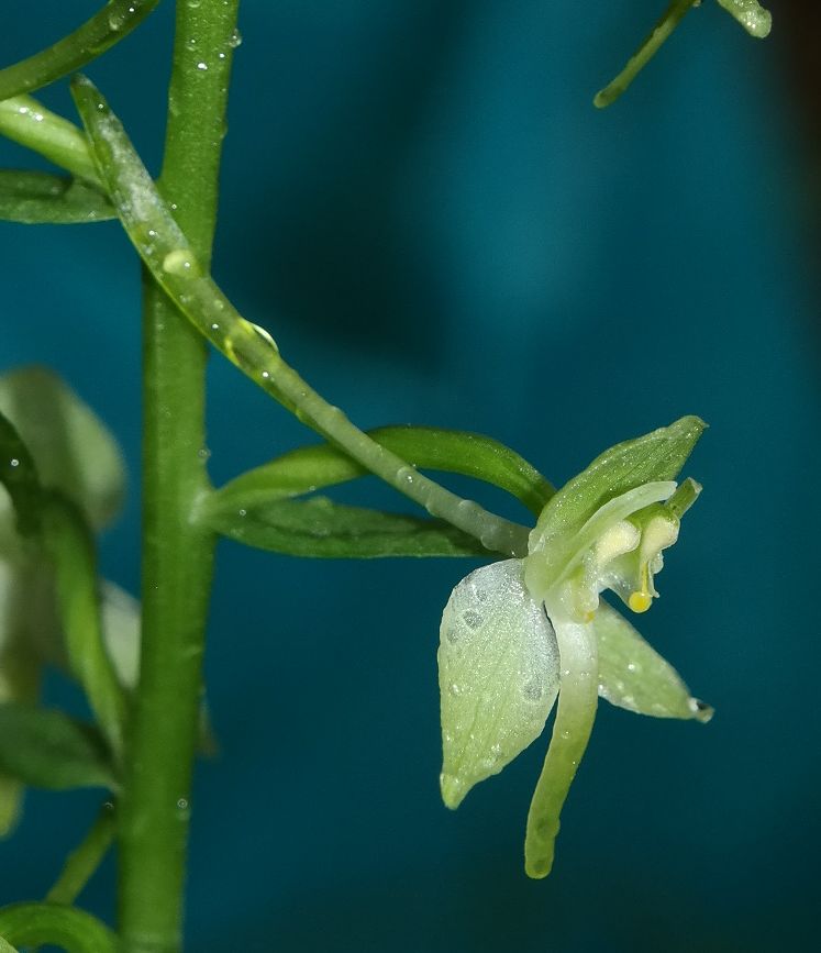 Изображение особи Platanthera chlorantha.