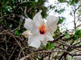 Hibiscus rosa-sinensis. Цветок и ветви. Израиль, г. Холон, в культуре. 30 августа 2016 г.