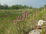 Castilleja rubra. Цветущие побеги. Магаданская обл., Ольский р-н, Ольское шоссе, заброшенное поле, небольшой бугорок. 01.07.2016.