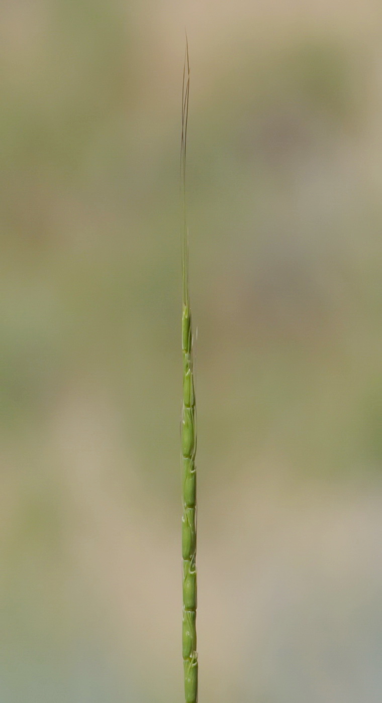 Изображение особи Aegilops cylindrica.