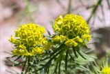 Euphorbia cyparissias. Соцветия. Санкт-Петербург, Старый Петергоф, парк \"Сергиевка\", цветник с элементами рокария и альпийской горки. 04.06.2017.