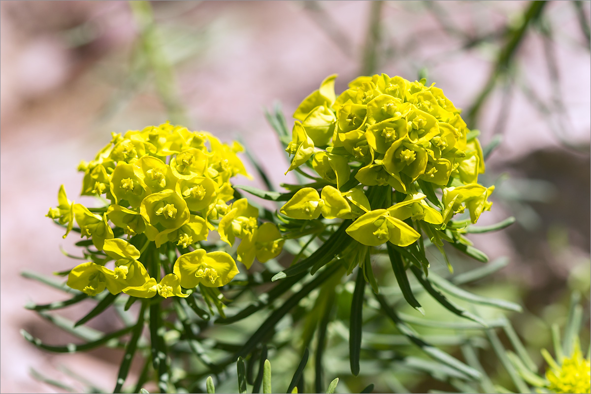 Изображение особи Euphorbia cyparissias.