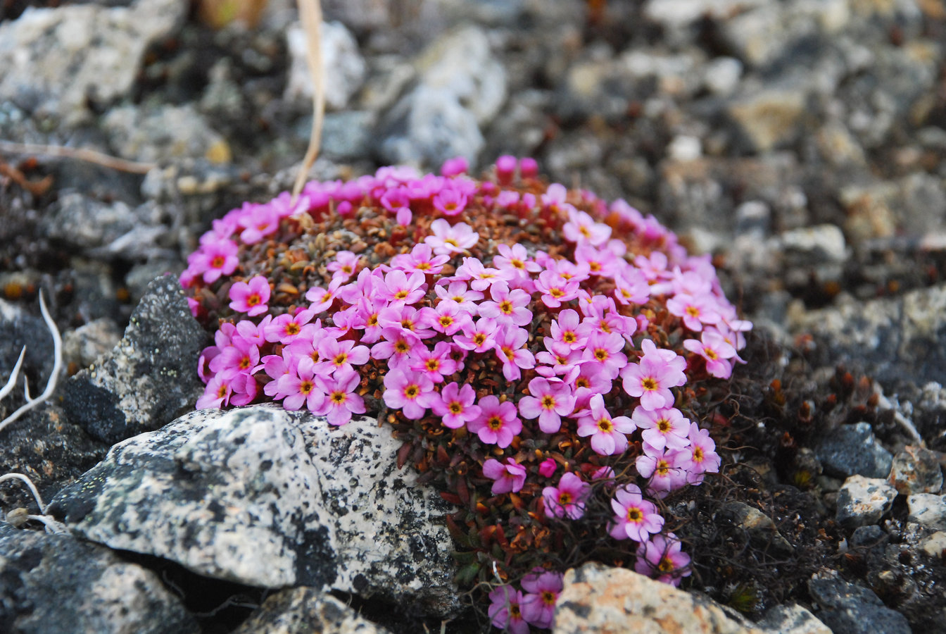 Изображение особи Douglasia ochotensis.