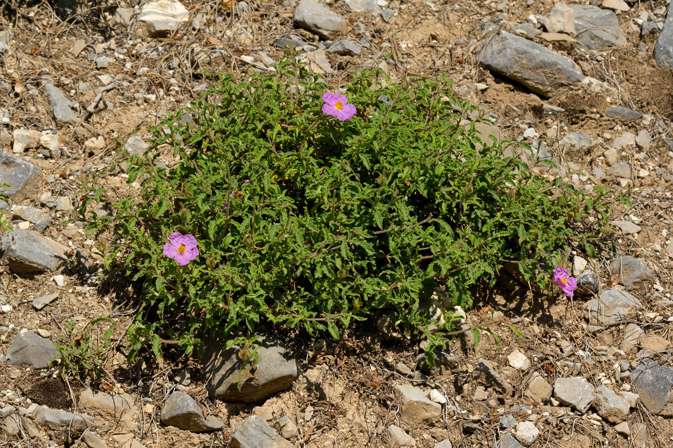 Изображение особи Cistus creticus.