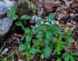 Myosotis sylvatica. Цветущее растение. Адыгея, Фишт-Оштеновский массив, юго-восточный склон горы Фишт, ≈ 1800 м н.у.м., буково-пихтовый лес. 05.07.2017.