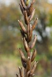 Oenothera rubricaulis