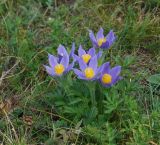 Pulsatilla patens