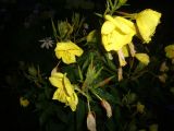 Oenothera glazioviana. Верхушка цветущего растения. Тверская обл., г. Тверь, Заволжский р-н, клумба возле многоэтажки. 2 июля 2018 г. 22:24.