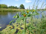 Bidens tripartita