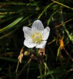 Parnassia palustris. Цветок. Грузия, Казбегский муниципалитет, окр. с. Джута, долина руч. Чаухицхали, ≈ 2300 м н.у.м, луг. 31.07.2018.