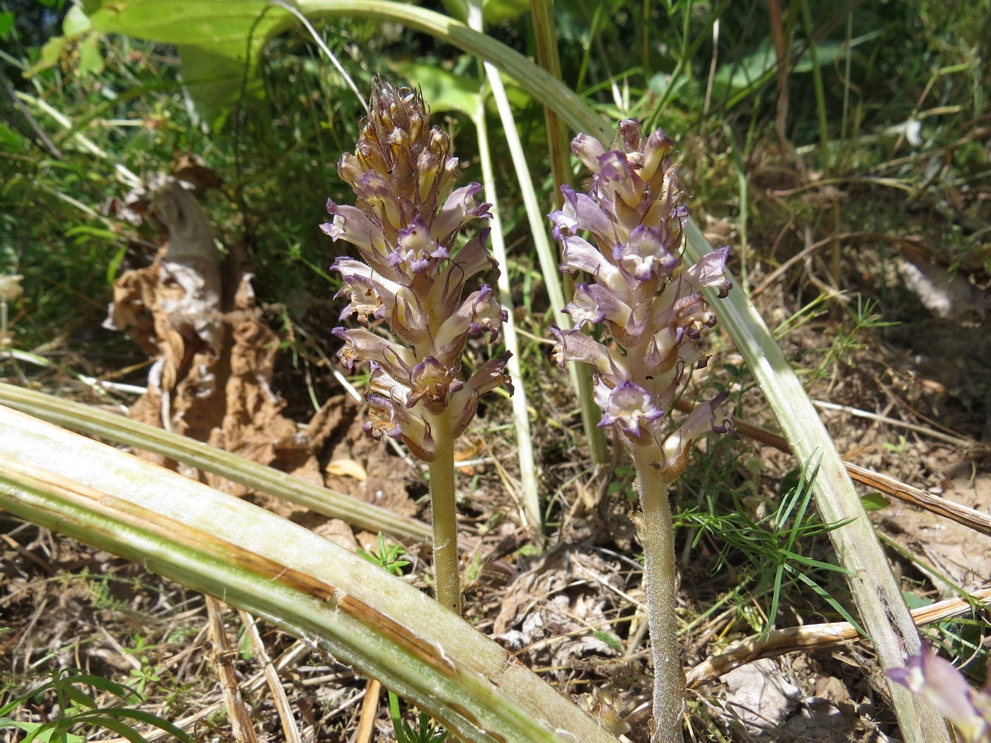 Изображение особи Orobanche hansii.