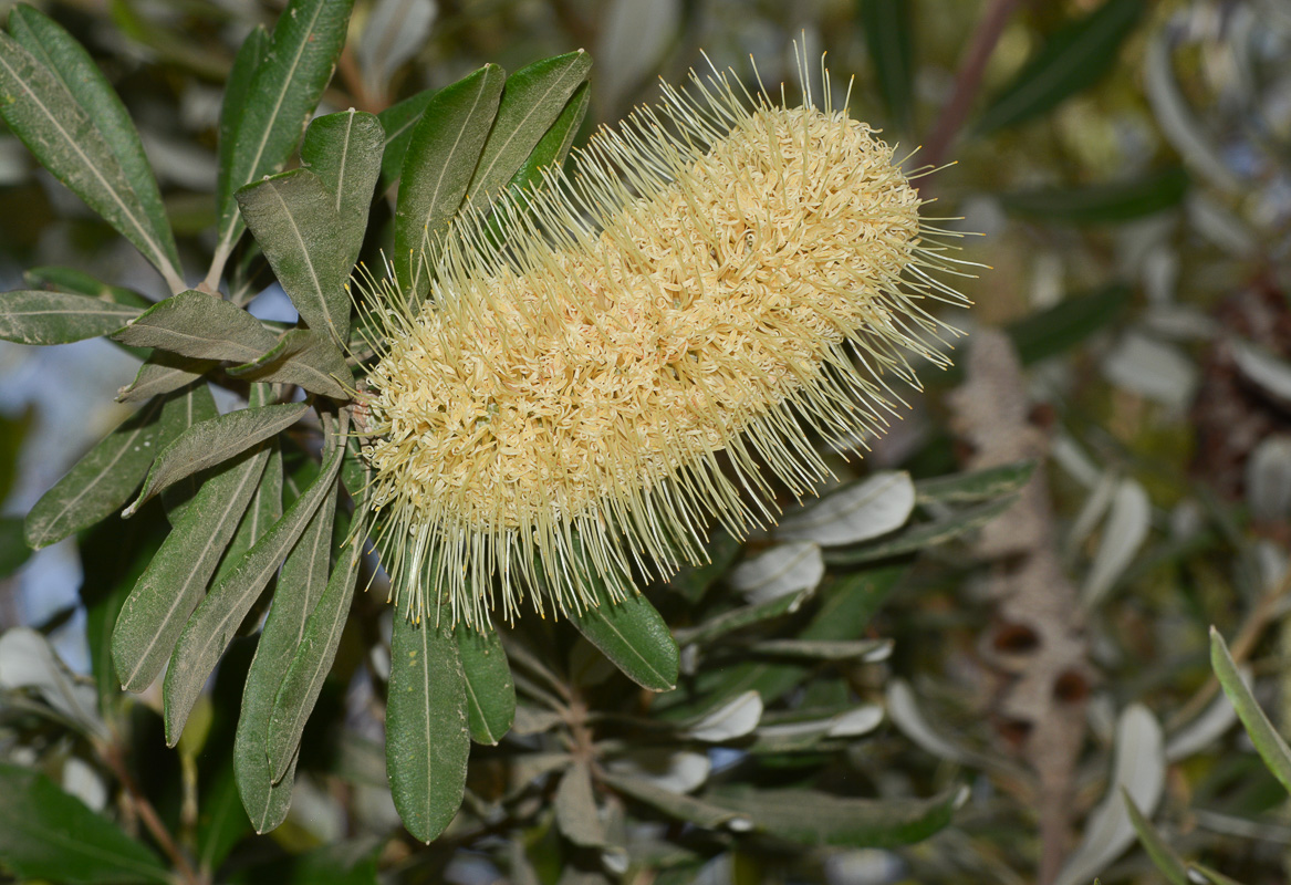 Изображение особи Banksia integrifolia.