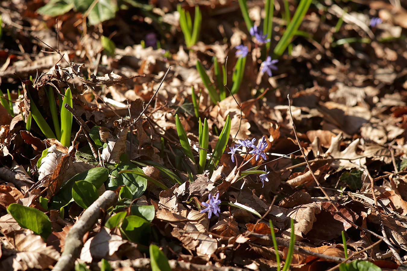 Изображение особи Scilla bifolia.