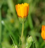 Calendula arvensis