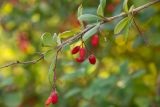 Berberis amurensis. Часть ветви с соплодиями. Кировская обл., г. Киров, Ботанический сад Вятского государственного университета, в культуре. 22.09.2018.