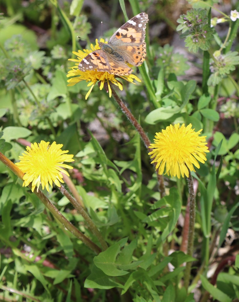 Изображение особи Taraxacum officinale.