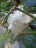 Rhododendron brachycarpum