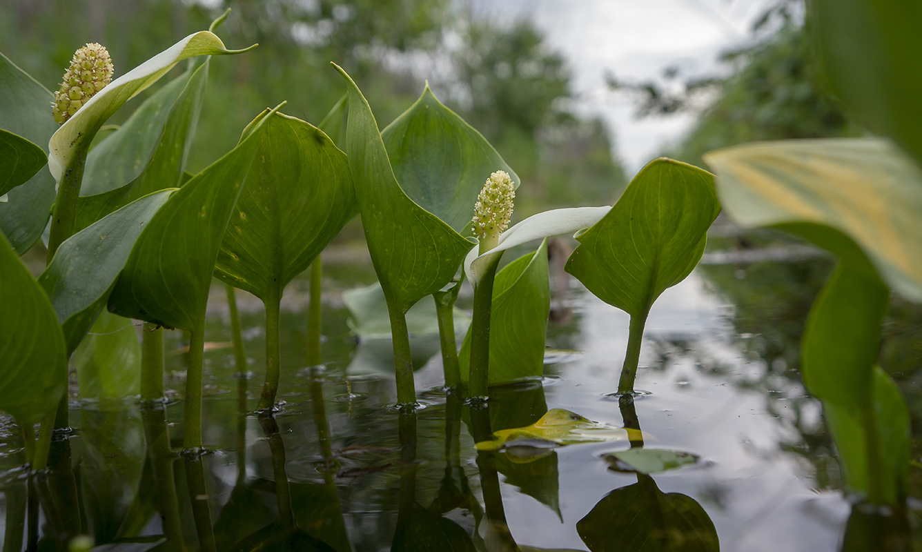 Изображение особи Calla palustris.