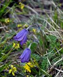 Pulsatilla regeliana. Цветущее растение. Алтай, Кош-Агачский р-н, долина р. Нарын-Гол, северный берег оз. Киндыктыкёль, ≈ 2200 м н.у.м., горная тундра. 15.06.2019.