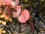 Ulmus laevis. Листья в осенней окраске. Ульяновск, Заволжский р-н, опушка лиственного леса. 24.09.2020.