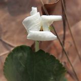 Viola rupestris. Увядающий цветок, вид спереди (белая форма). Ульяновск, Заволжский р-н, дубовый лес. 11.05.2021.