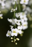 Crambe orientalis. Соцветие. Южный Казахстан, предгорья Боролдайтау. 23.05.2010.