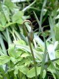 Tulipa biebersteiniana