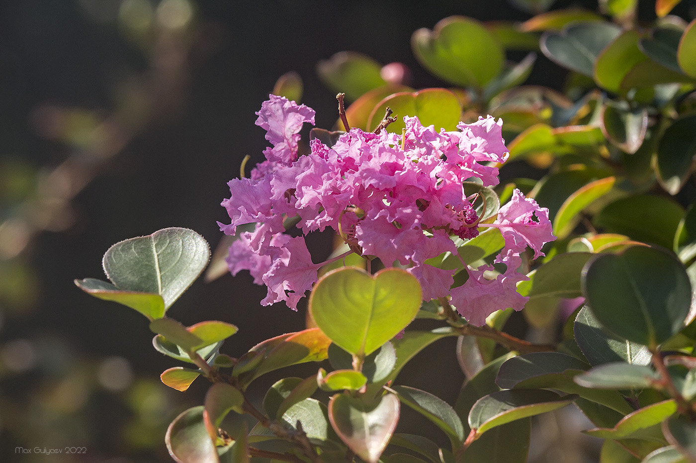 Изображение особи род Lagerstroemia.