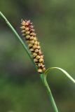 Carex rotundata. Соплодие. Мурманск, Горелая сопка, тундра. 08.08.2010.