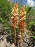 Orobanche centaurina. Цветущее растение (хозяин - предположительно Rhaponticoides ruthenica). Татарстан, Новошешминский р-н, окр. пос. Совхоз «Красный Октябрь», памятник природы \"Склоны Коржинского\", степь. 10.07.2022.