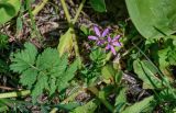 Erodium moschatum. Цветущее растение. Марокко, обл. Рабат - Сале - Кенитра, окр. г. Сук-эль-Арбаа, у дороги. 06.01.2023.