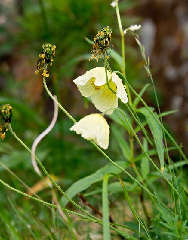 Изображение особи Papaver pseudocanescens.