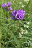 Campanula glomerata. Верхушка цветущего растения. Московская обл., Рузский р-н., окр. пос. Кожино. 29.06.2012.