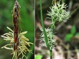 Carex cuspidata