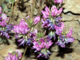 Oxytropis ugamica. Соцветия. Узбекистан, Ташкентская обл., склон Угамского хребта в окр. пос. Хумсан. 13.04.2013.