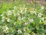 Symphytum tauricum. Верхушки цветущих растений. Черноморское побережье Кавказа, Новороссийский р-н, у м. Шесхарис, открытый приморский склон. 14 апреля 2013 г.