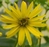 Silphium perfoliatum