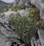 Potentilla deorum