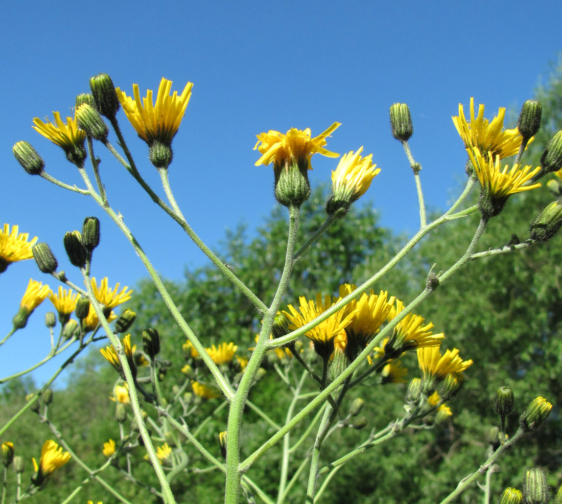 Изображение особи Hieracium vulgatum.