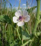 Althaea officinalis. Цветок. Краснодарский край, Кущёвский р-н, станица Шкуринская, пойма балки Боброва. 03.07.2009.