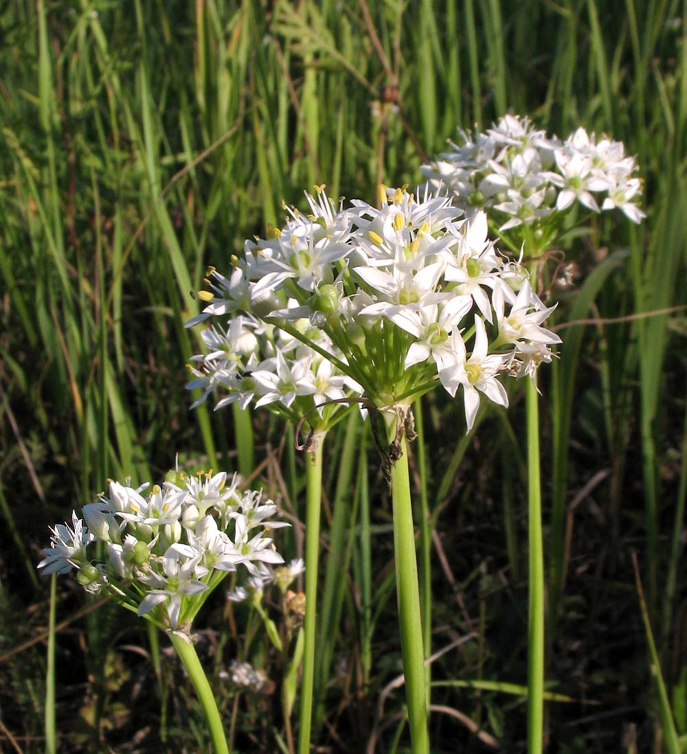 Изображение особи Allium tuberosum.