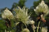 Clematis hexapetala. Плоды. Приморский край, Уссурийский гор. округ, окр. с. Монакино, луг. 30.06.2014.