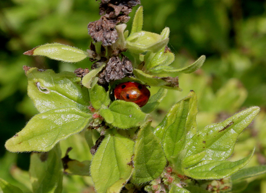 Изображение особи Parietaria officinalis.