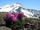 Pedicularis pallasii. Цветущие растения. Камчатский край, Елизовский район. Июль 2008 г.