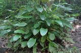Phrynium pubinerve. Плодоносящее растение. Андаманские острова, остров Хейвлок, влажный тропический лес. 01.01.2015.