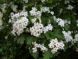 Crataegus nigra. Ветви с соцветиями. Ростовская обл., Азовский р-н, Александровский лес, обочина лесной дороги. 25.05.2015.