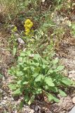 Solidago virgaurea ssp. dahurica